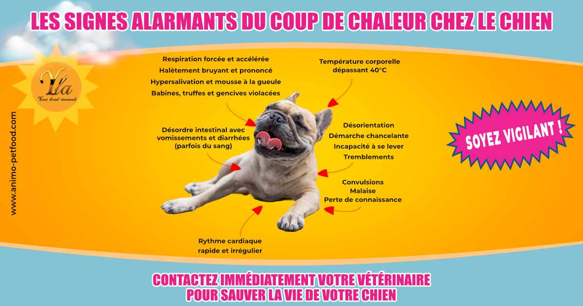Signes alarmants du coup de chaleur chez le chien